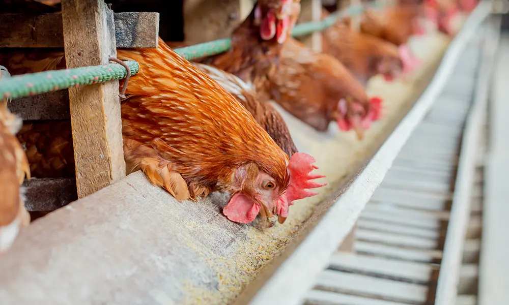 養鶏場では卵の産卵率がUP！